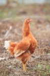 Brown Hen Chicken Standing In Field Use For Farm Animals, Livest Stock Photo