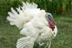 White Male Turkey On Grass Stock Photo