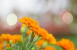 Orange Marigold With Background Blurred Stock Photo