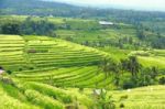 Bali Jatiluwih Rice Terraces Field Stock Photo