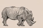 Rhinoceros Stock Photo