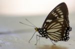 Butterfly Black Tops Thailand Native Sunbathing On Concrete Happ Stock Photo