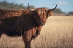 Highland Cow On The Farm Stock Photo