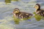 Very Cute Small Ducks Stock Photo