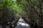 Mangrove Forest Stock Photo