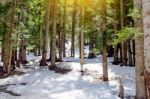 Snow Larch Forest With Sunlight And Shadows Beautiful Green Pine Stock Photo