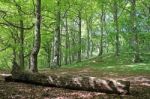 Fallen Tree In Forest Stock Photo