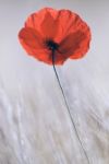 Poppy Stock Photo