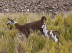 Mama Llama Stock Photo