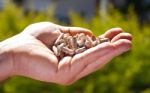 Hand Holding Pellet Stock Photo