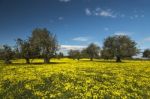 Almond Orchard In A Field Of Yellow Flowers Stock Photo