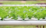 Hydroponic Vegetable Farm Stock Photo