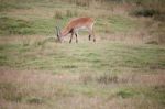 Red Lechwe Antelope (kobus Leche) Stock Photo