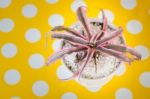 Pink Leaves Plant In Pot On Yellow Dot Table Stock Photo