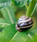 Shiny Snail Stock Photo