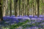 Bluebells In Wepham Wood Stock Photo