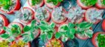 Green Cactus And Succulent Plant In Pink Rose Red Flower Pot. Top View - Flat Lay - Color Tone Stock Photo