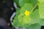 After Flowering Is Developing A Small Stock Photo