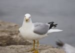 Beautiful Picture With The Gull Staying On The Shore Stock Photo