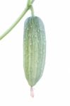 Fresh Cucumber Attach Branch On White Background Stock Photo