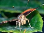 Portrait Of A Butterfly Stock Photo