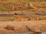 Crocodile And Turtles Stock Photo