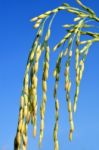 Paddy Rice Stock Photo