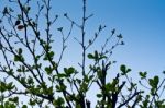 Fresh Branches Of  Tree Stock Photo