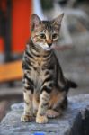 A Cat Looking Around By Enthusiasts Stock Photo