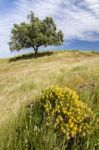 Rural Countryside Stock Photo