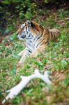 Photograph Of A Resting Siberian Tiger Stock Photo