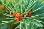 Emerging Pine Stock Photo