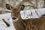 Beautiful Image Of A Cute Wild Deer In The Snowy Forest Stock Photo