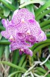 Purple Mokara Hybrids Orchid In Garden Stock Photo