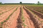 Cassava Field Stock Photo