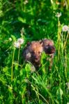 Gray Wolf Cubs In A Grass Stock Photo