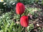 Tulips In The Garden Stock Photo