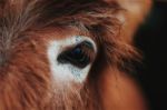 Horse Eye Close Up Stock Photo