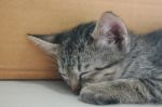 Adorable Funny Cute Kitten Cat Sleep Tight With Her Paw Leg At Face On White Floor Beside Brown Box At Home Stock Photo