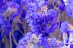 Statice Flower Bouquet In The Vase Stock Photo