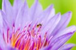 Macro Insect And Pollen Of Purple Lotus ( Nymphaea Nouchali ) Stock Photo