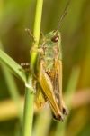 Green Grasshopper (chorthippus Apicalis) Stock Photo