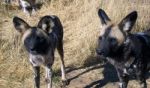 Wild Dogs In Namibia Stock Photo