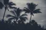 Palm Trees Silhouettes On The Beach On A Cloudy Day Stock Photo