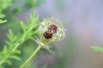 Graphosoma Lineatum Stock Photo