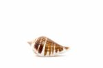 Sea Shell On White Background Stock Photo