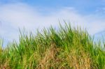 Grass With Blue Sky Stock Photo