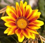 Gazania Stock Photo