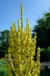 Agrimony (agrimonia Eupatoria) Stock Photo