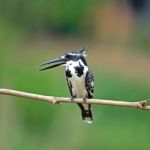 Female Pied Kingfisher Stock Photo